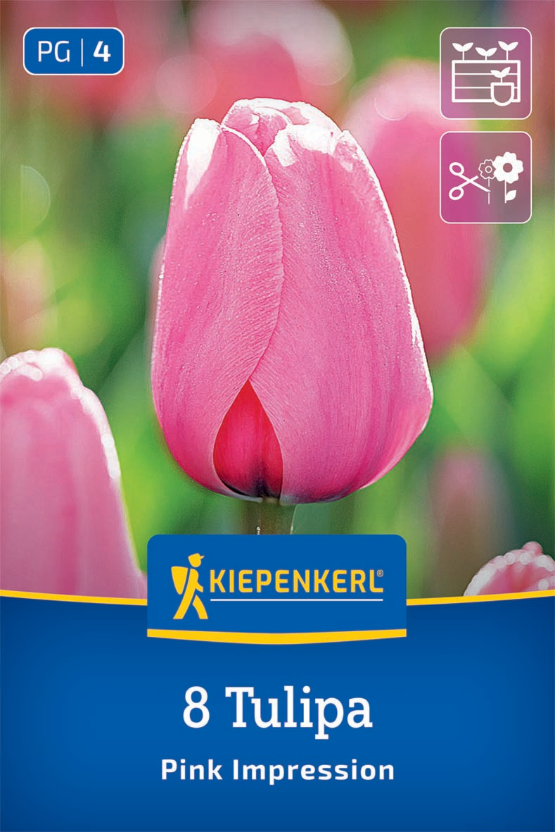 Darwin-Hybrid-Tulpe Pink Impression