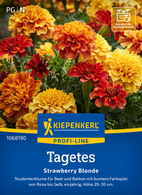 Bunte Tagetes Blumen in gelb, orange und rot, für Beet und Balkon, Höhe 20-30 cm.