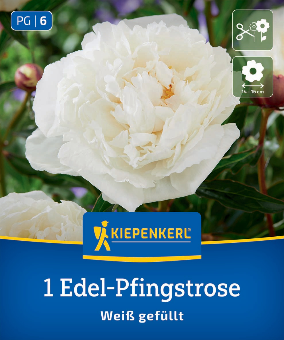 Edel-Pfingstrose Weiß gefüllt