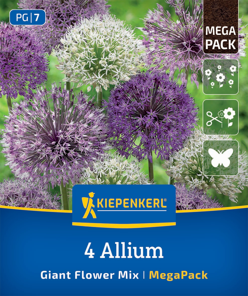 Mega-Pack Zierlauch Großblumige Allium Mischung