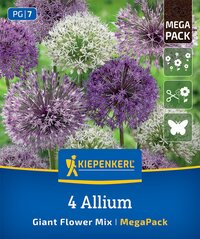 Mega-Pack Zierlauch Großblumige Allium Mischung