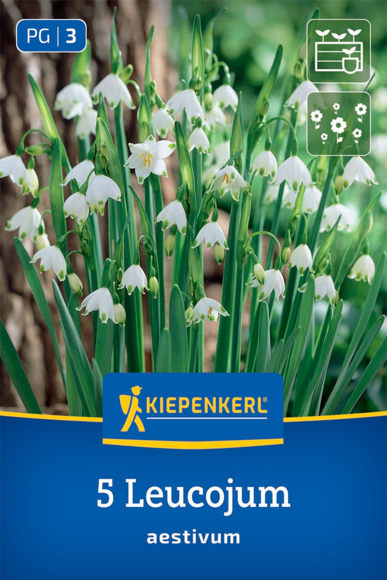 Sommerknotenblume