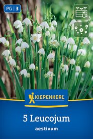 Sommerknotenblume