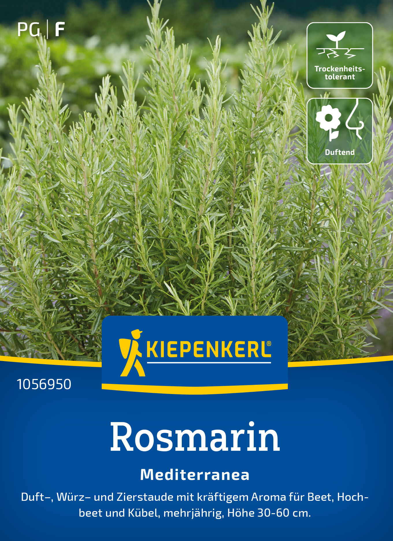 Rosmarinsamen Mediterranea