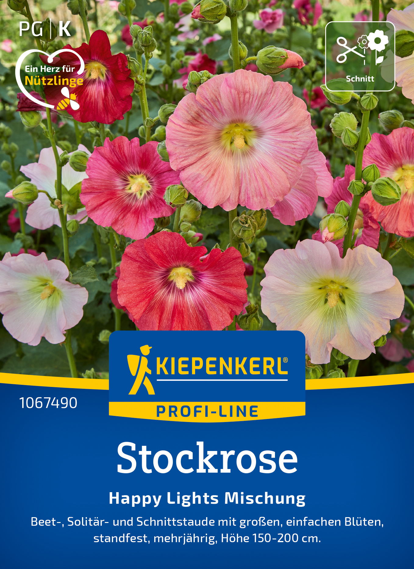 Bunter Stockrosenblüten in Pink, Rot, Weiß und Gelb auf einem Blumenbeet.