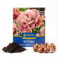Mega-Pack Gefüllte Späte Tulpen La Belle Epoque