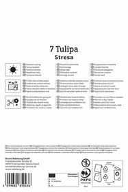 Kaufmanniana-Tulpe Stresa