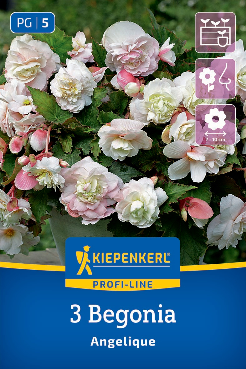 Knollenbegonien Angelique