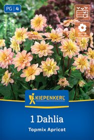 Beet- & Topf-Dahlie Topmix Apricot