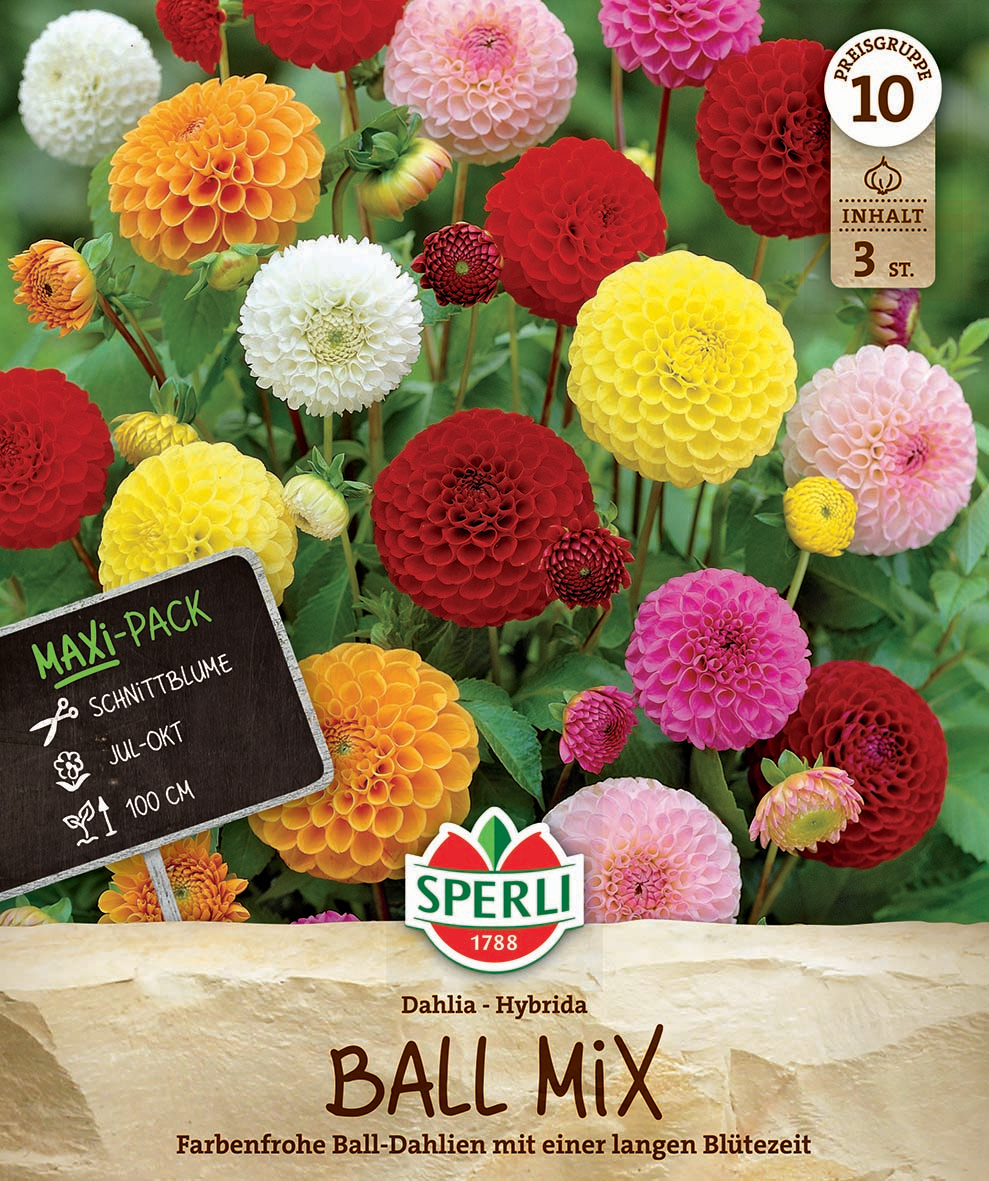 Bunte Dahlien in Rot, Gelb, Pink und Weiß mit grünen Blättern im Garten.
