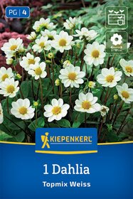 Beet- & Topf-Dahlie Topmix Weiß