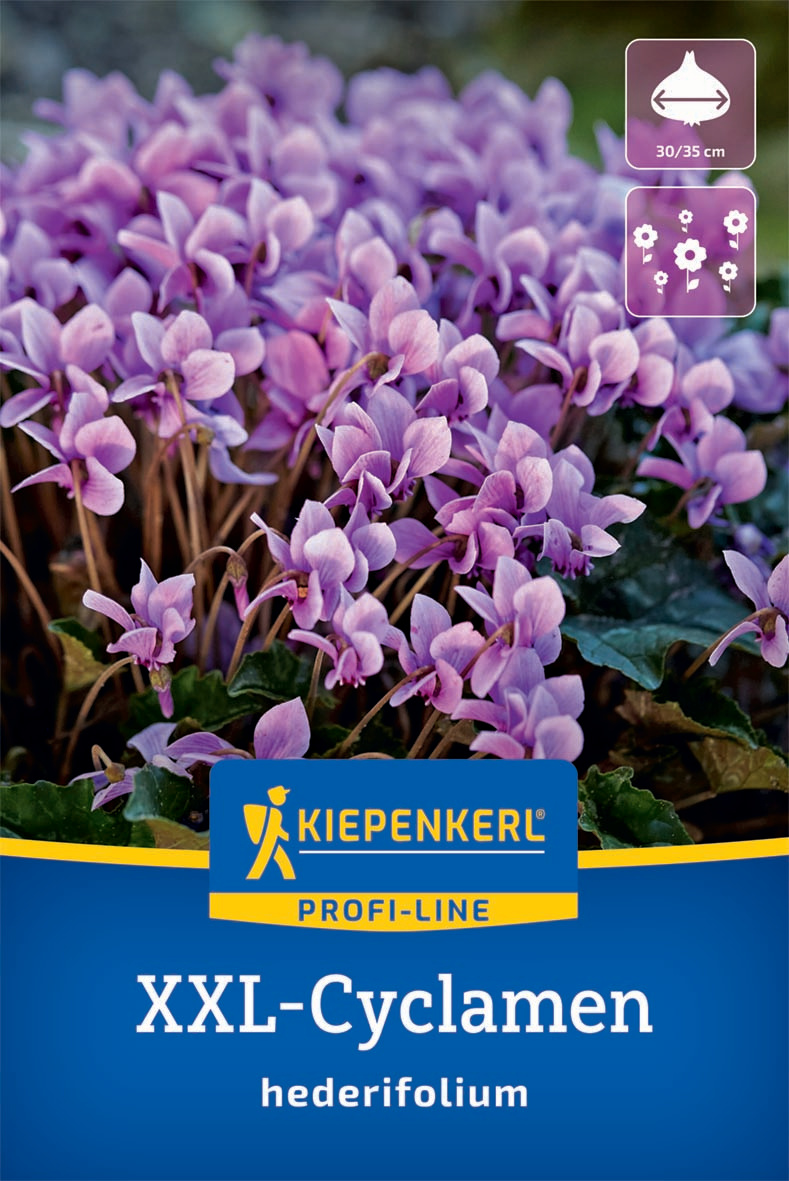XXL-Blumenzwiebel - Herbst-Alpenveilchen