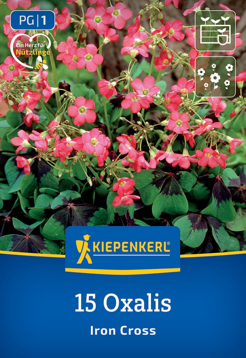 Pinke Blüten und grüne, dunkelgetönte Blätter der Oxalis-Pflanze.