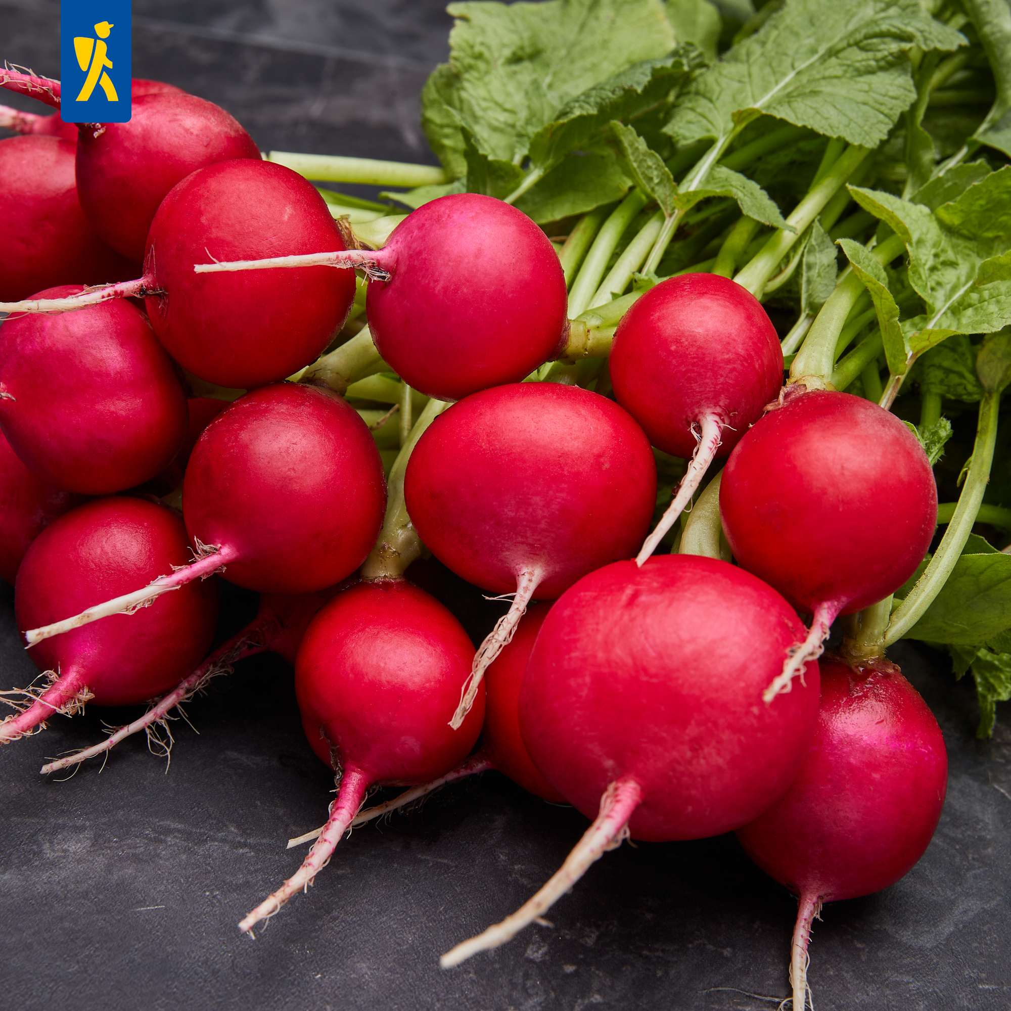 BIO-Saatgut Radieschen Cherry Belle