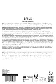 Dahlie Crazy Love