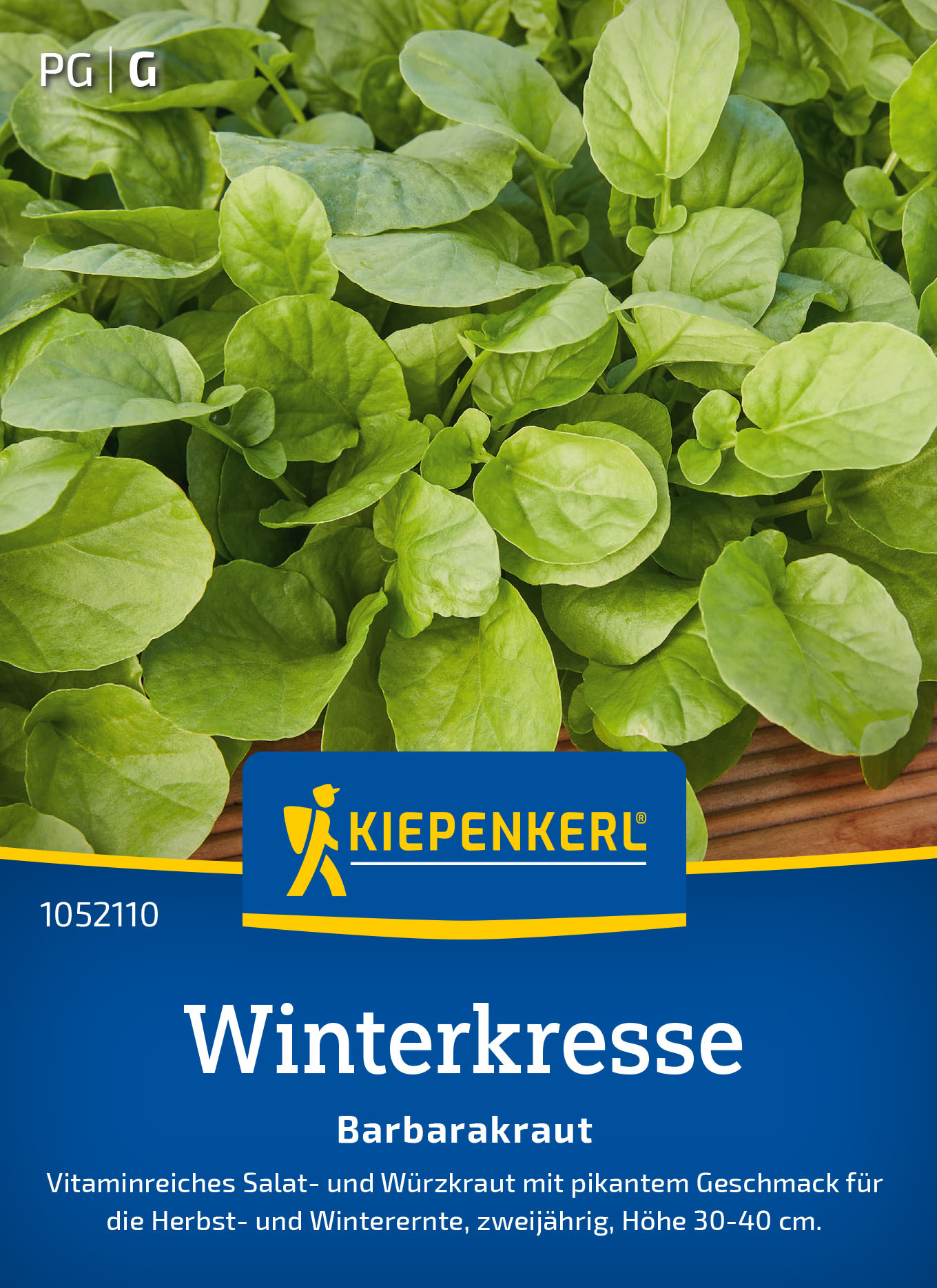Winterkressesamen Barbarakraut