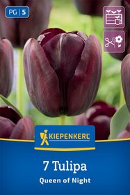 Einfache späte Tulpe Queen of Night