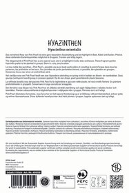 Hyazinthe Pink Pearl