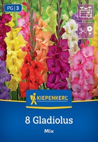 Blumenzwiebeln fr Gladiolen kaufen
