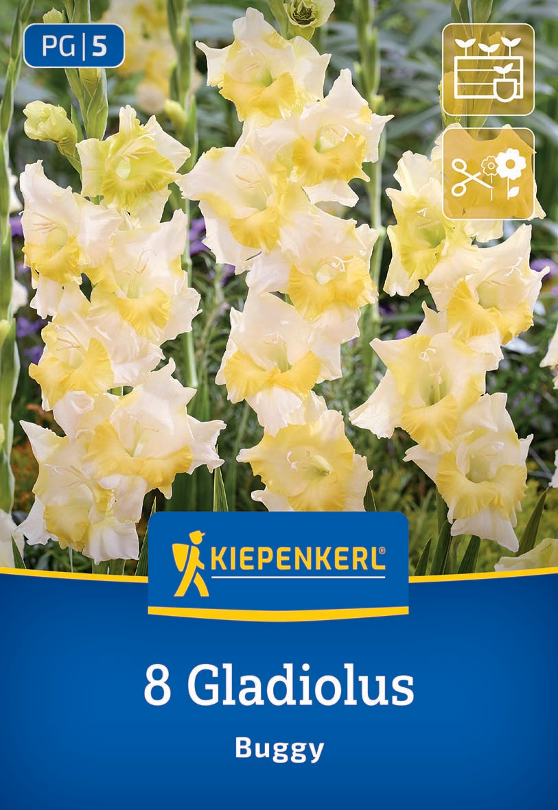 Gelbe Gladiolen mit mehreren Blüten an grünen Stängeln im Garten.