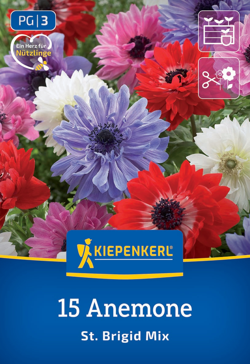 Bunte Anemonenblumen in Rot, Weiß, Lila und Pink, mit grünen Blättern im Hintergrund.
