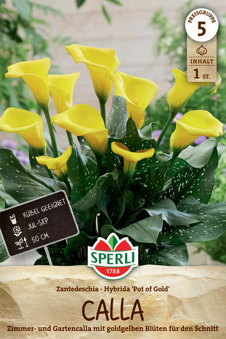 Calla Pot of Gold