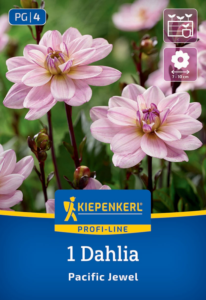Pinkfarbige Dahlie mit vielen Blüten, einige Knospen, grüner Hintergrund, Pflegehinweise und Kiepenkerl Logo.