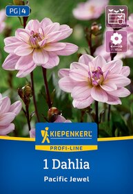 Pinkfarbige Dahlie mit vielen Blüten, einige Knospen, grüner Hintergrund, Pflegehinweise und Kiepenkerl Logo.