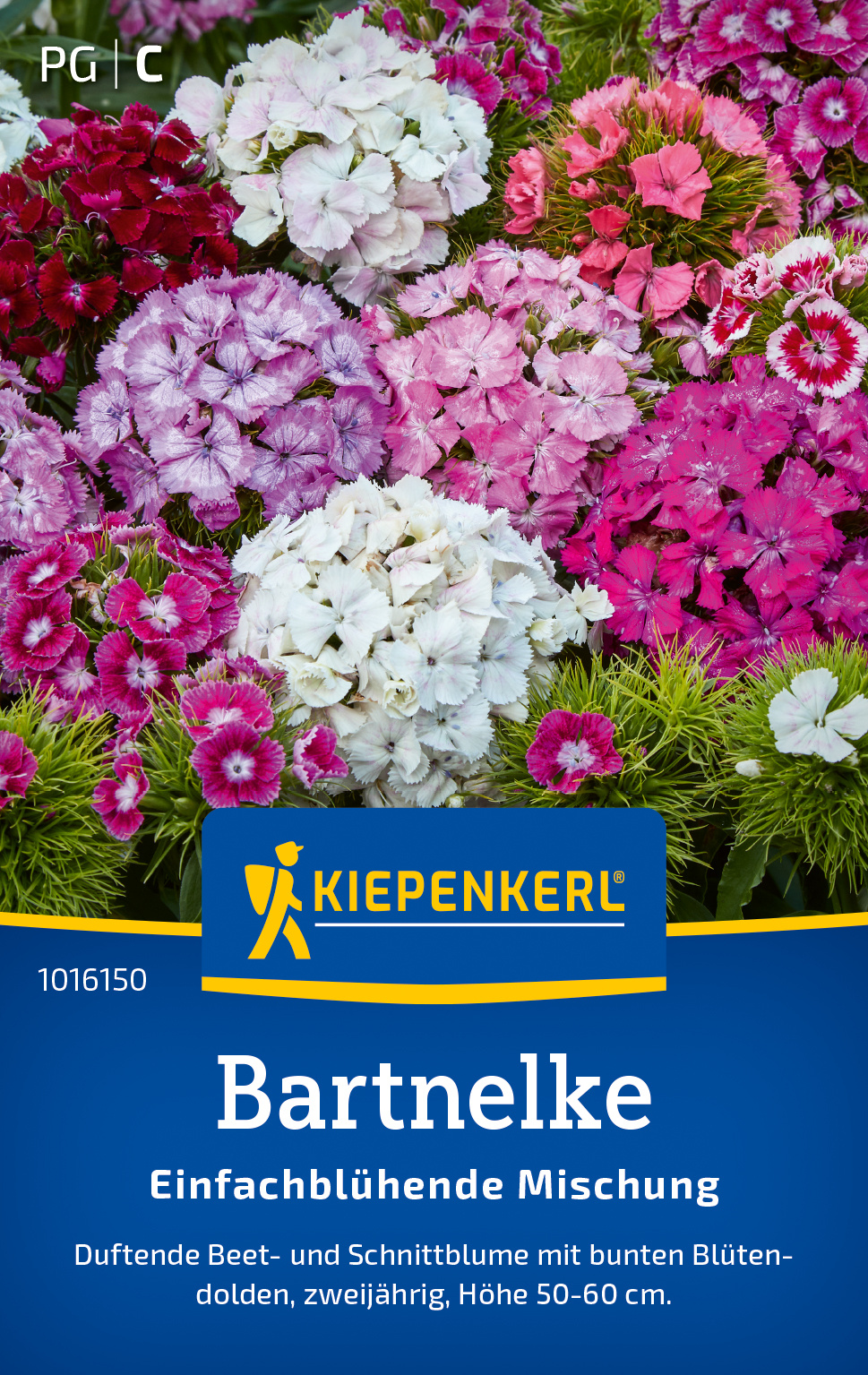 Bartnelkensamen Einfachblühende Mischung