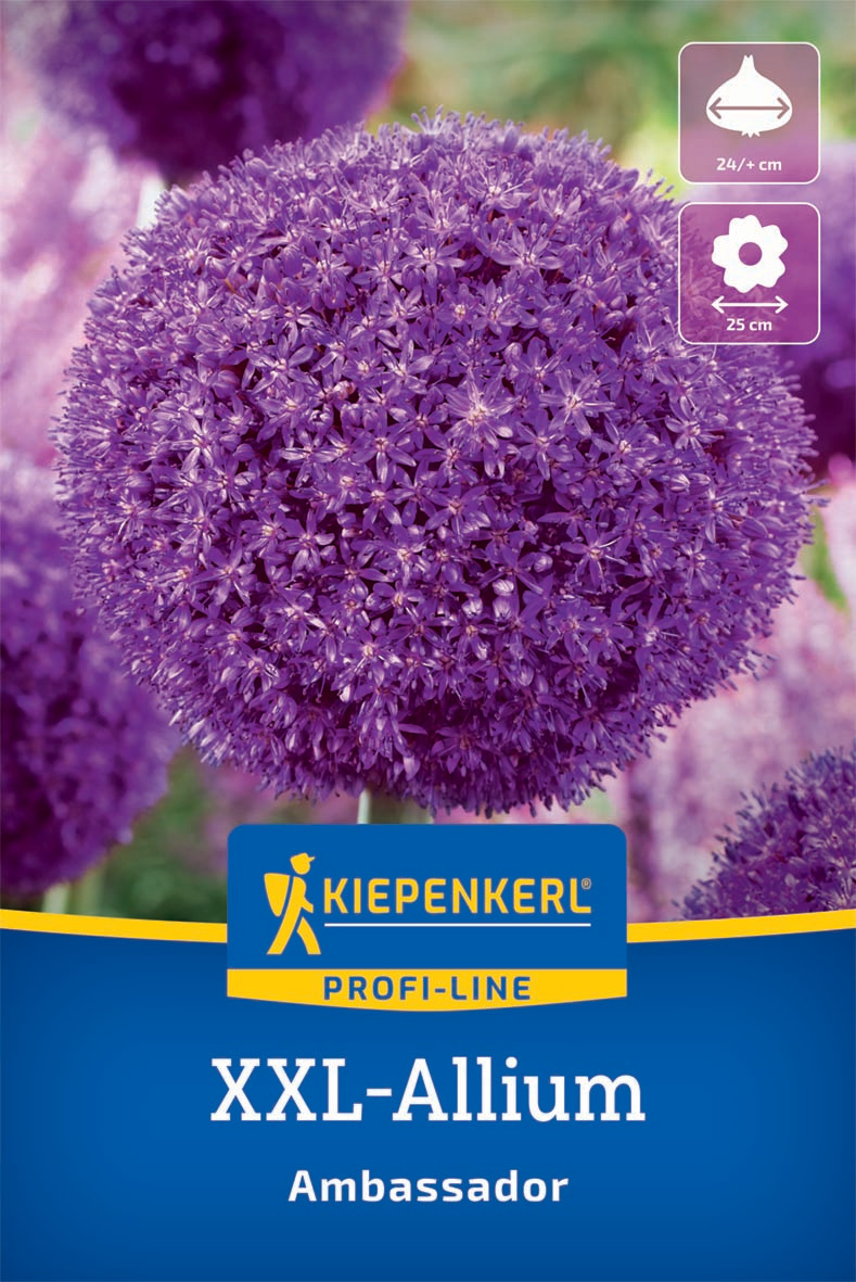 XXL-Blumenzwiebel - Zierlauch Ambassador