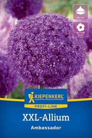 XXL-Blumenzwiebel - Zierlauch Ambassador