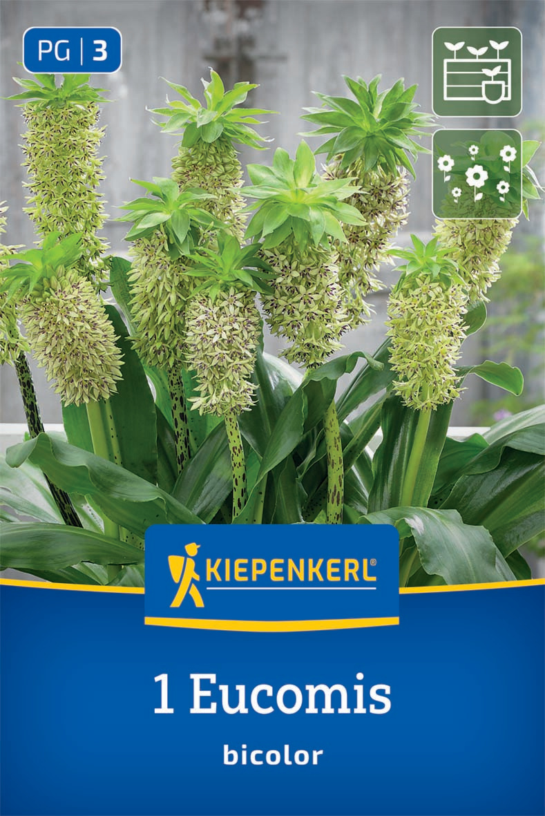 Ananasblume - Eucomis bicolor