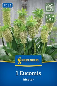 Ananasblume - Eucomis bicolor