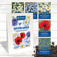 Kiepenkerl Blog - Wildblumenwiese anlegen