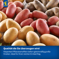 Verschiedene Pflanzkartoffeln in Körben, gelb, rot und braun, auf Holzgrund.