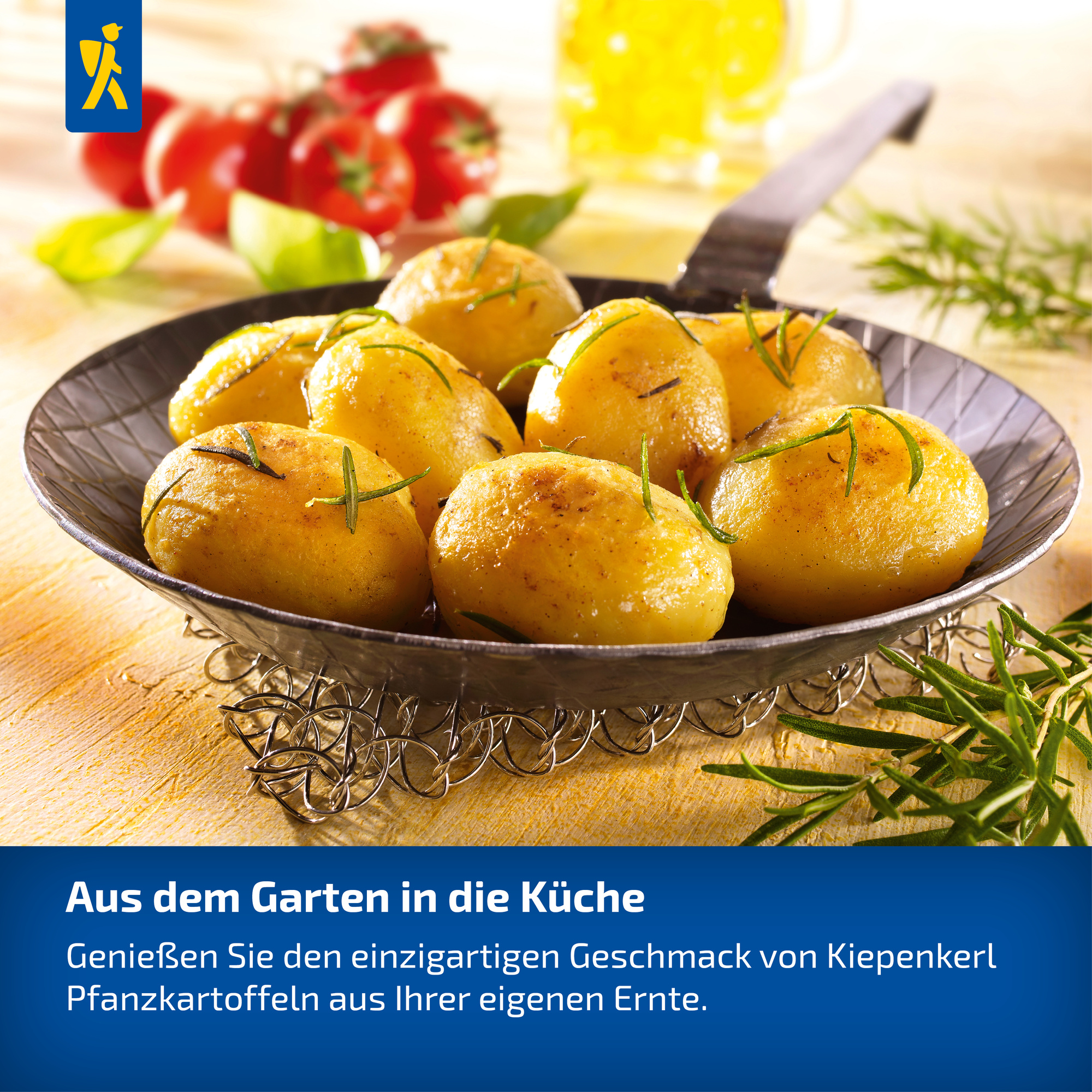 Pflanzkartoffeln Laura
