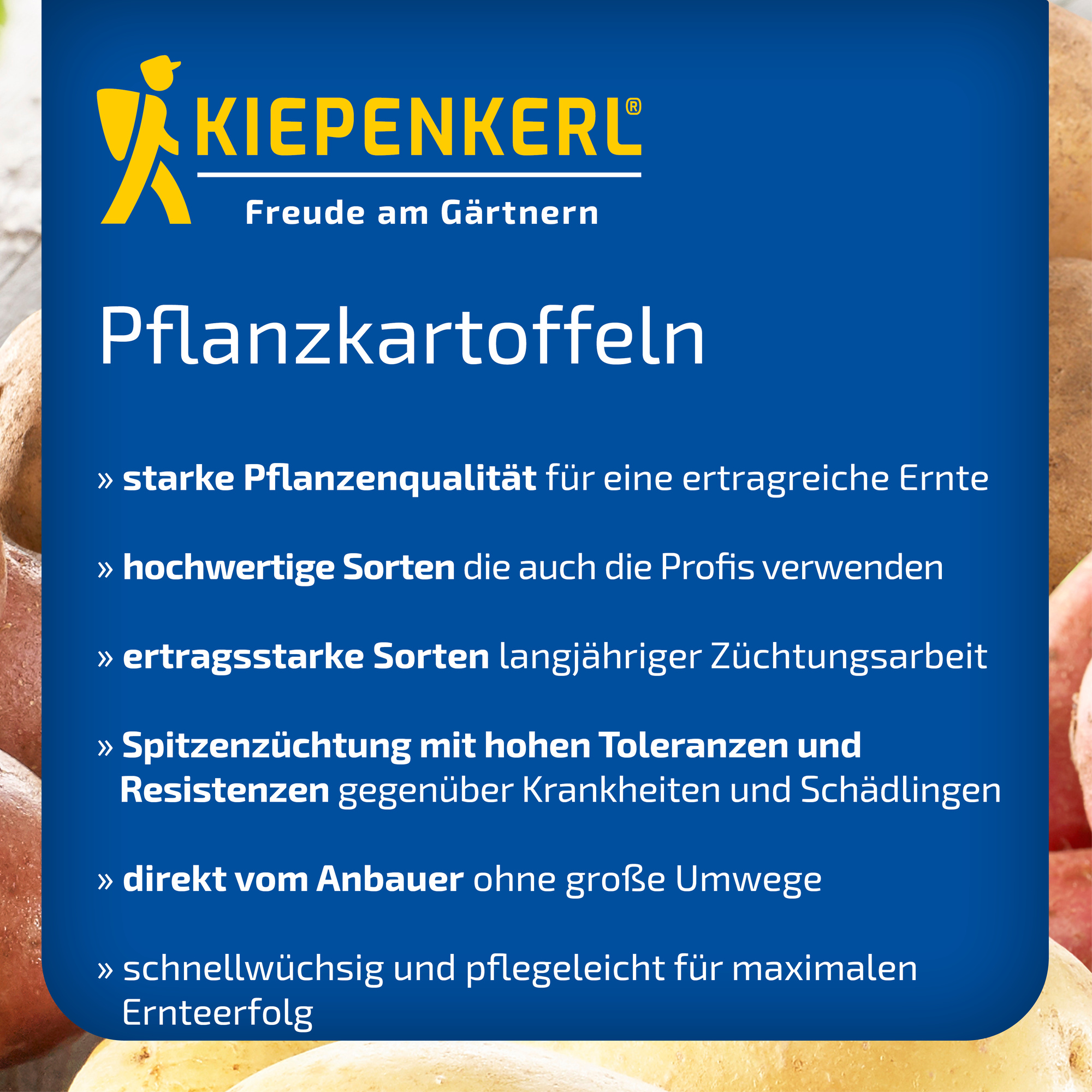 Bunte Pflanzkartoffeln mit blauer Verpackung und Kiepenkerl Logo auf der Verpackung
