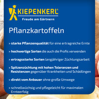 Bunte Pflanzkartoffeln mit blauer Verpackung und Kiepenkerl Logo auf der Verpackung