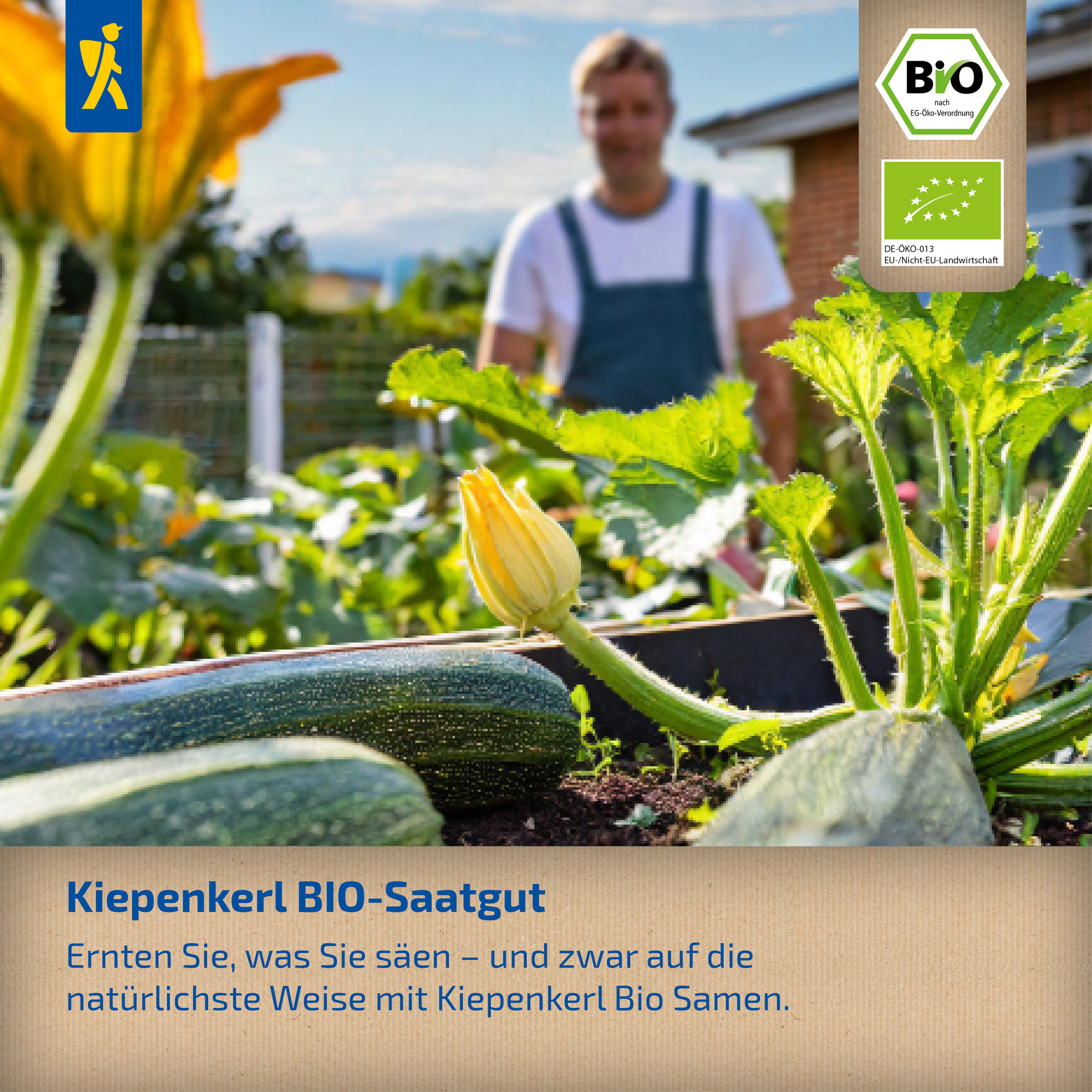 Zucchini Pflanze mit Blüte im Garten, im Hintergrund eine Person mit blauer Latzhose, neben einem Haus.