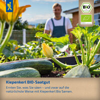 Zucchini Pflanze mit Blüte im Garten, im Hintergrund eine Person mit blauer Latzhose, neben einem Haus.