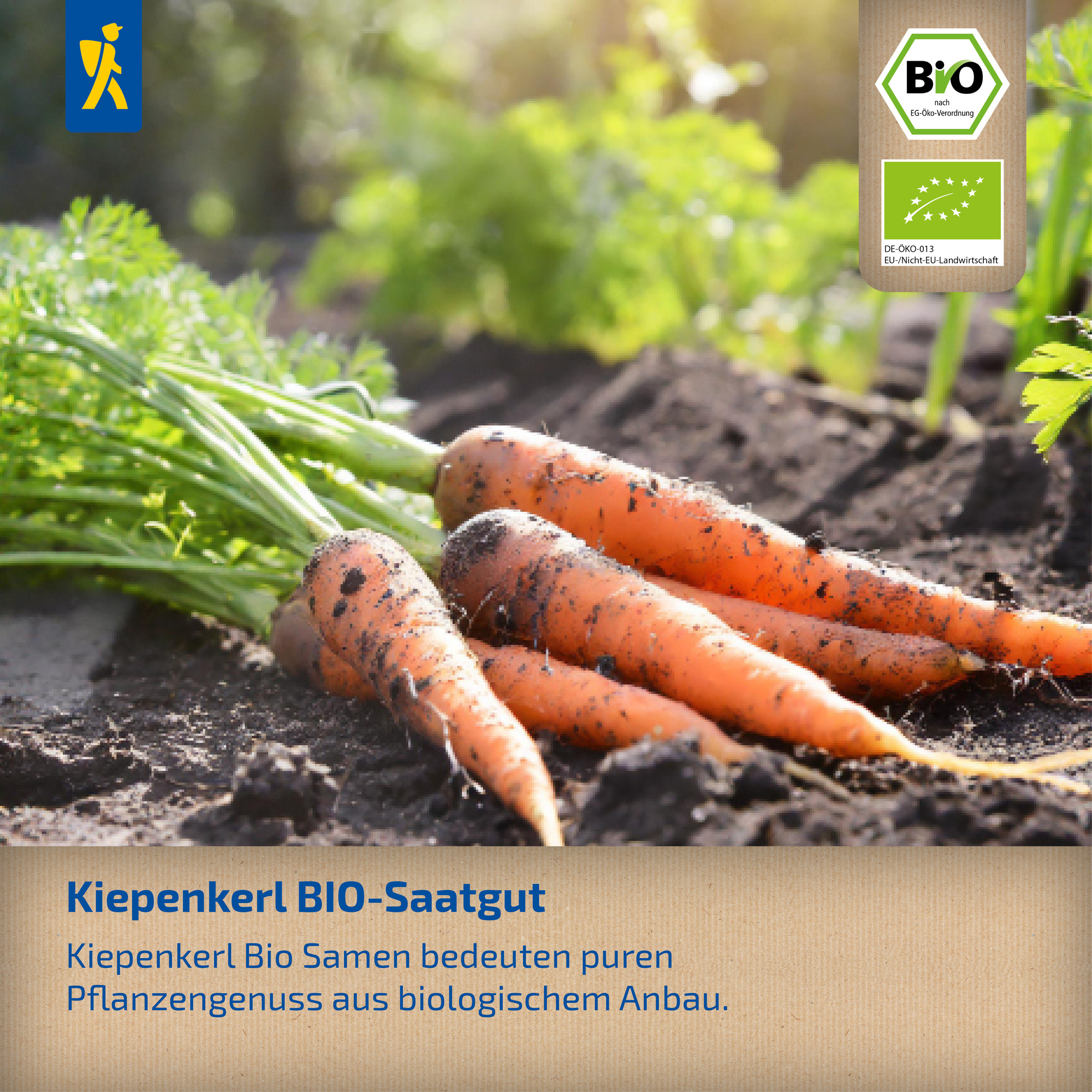 Boden mit frisch geernteten Bio Karotten mit grünen Blättern, im Sonnenlicht auf dem Feld liegend.