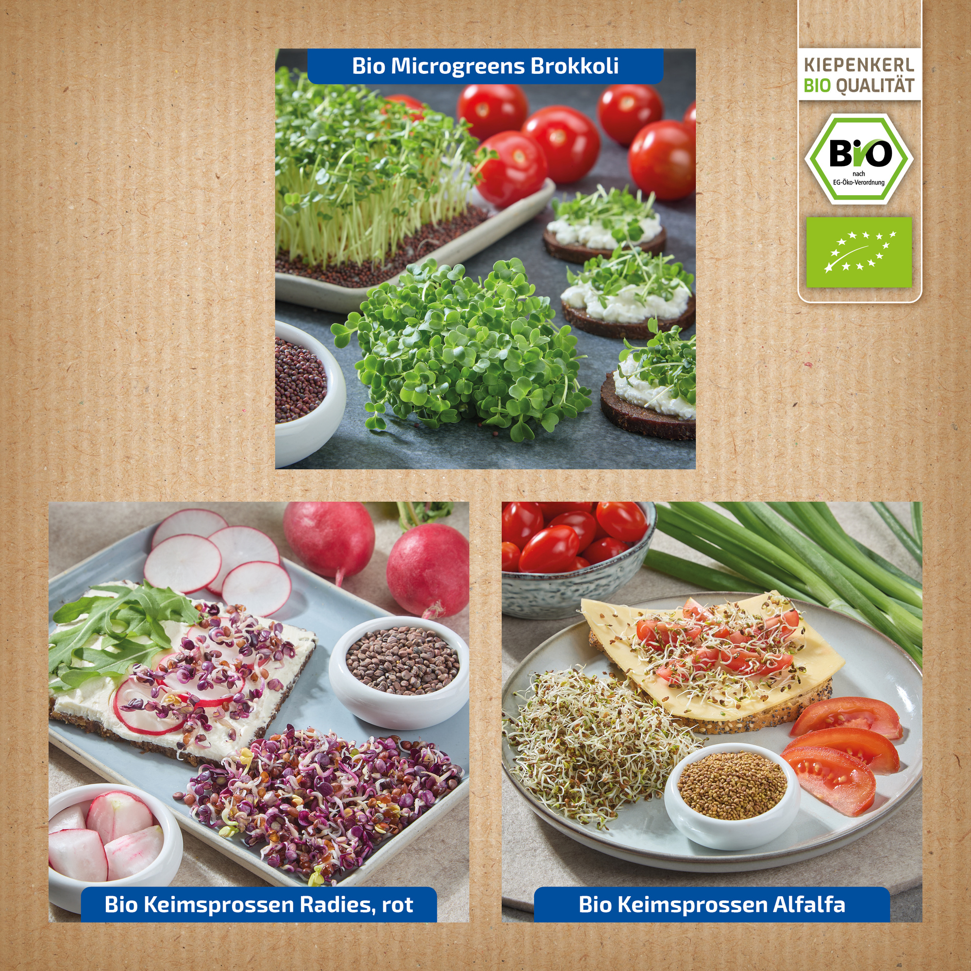 Verschiedene Bio Microgreens Brokkoli Radieschen Rot Alfalfa auf Holztisch in Schüsseln