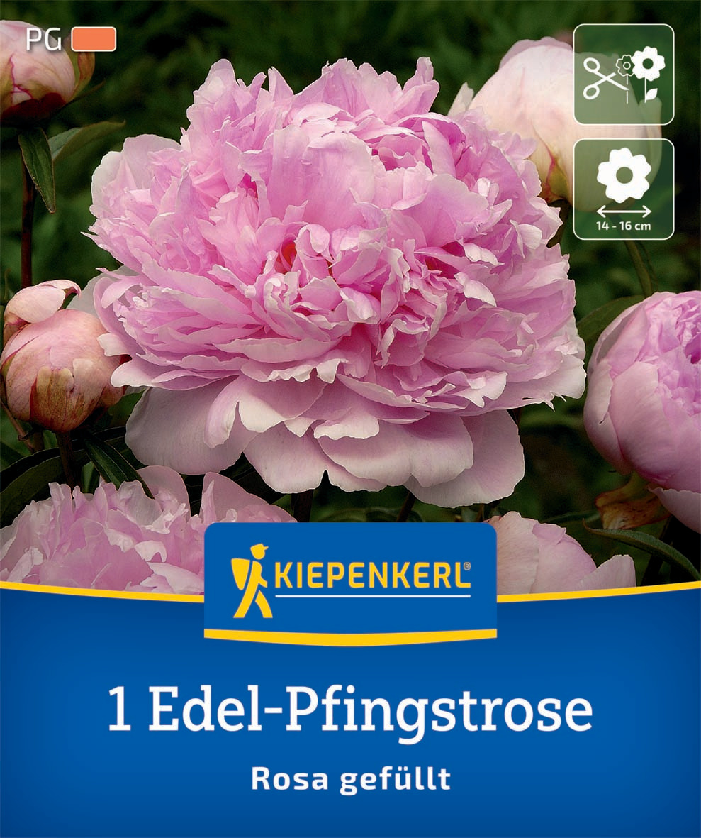 Edel-Pfingstrose Rosa gefüllt