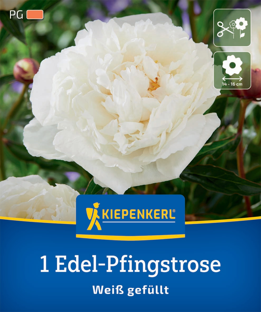 Edel-Pfingstrose Weiß gefüllt