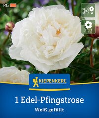 Edel-Pfingstrose Weiß gefüllt