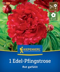 Edel-Pfingstrose Rot gefüllt