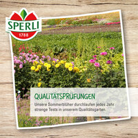 Bunte Sommerblumen auf einem Feld in einem Qualitätsgarten mit Sonnenblumen, Margeriten und verschiedenen weiteren Blumen.