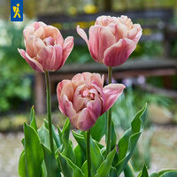 Mega-Pack Gefüllte Späte Tulpen La Belle Epoque