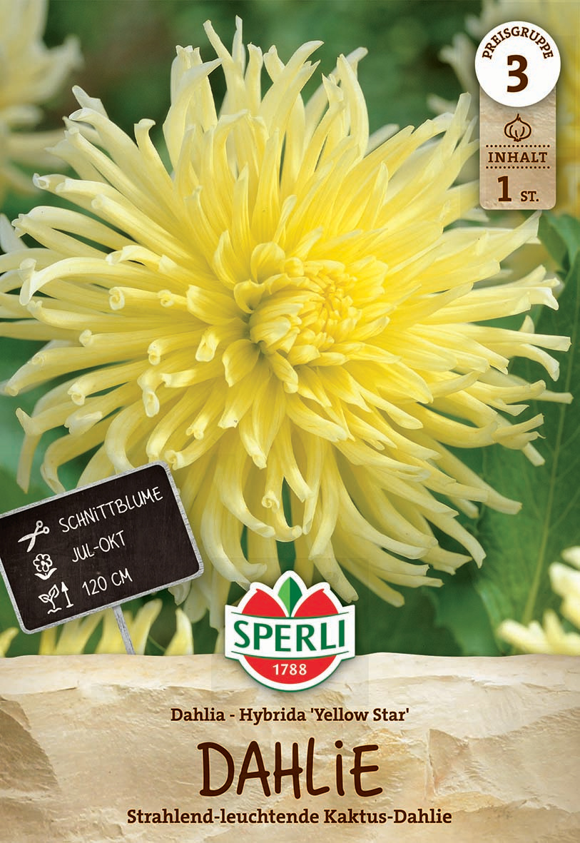 Gelbe Dahlie mit langen, gezackten Blütenblättern vor grünem Laub.