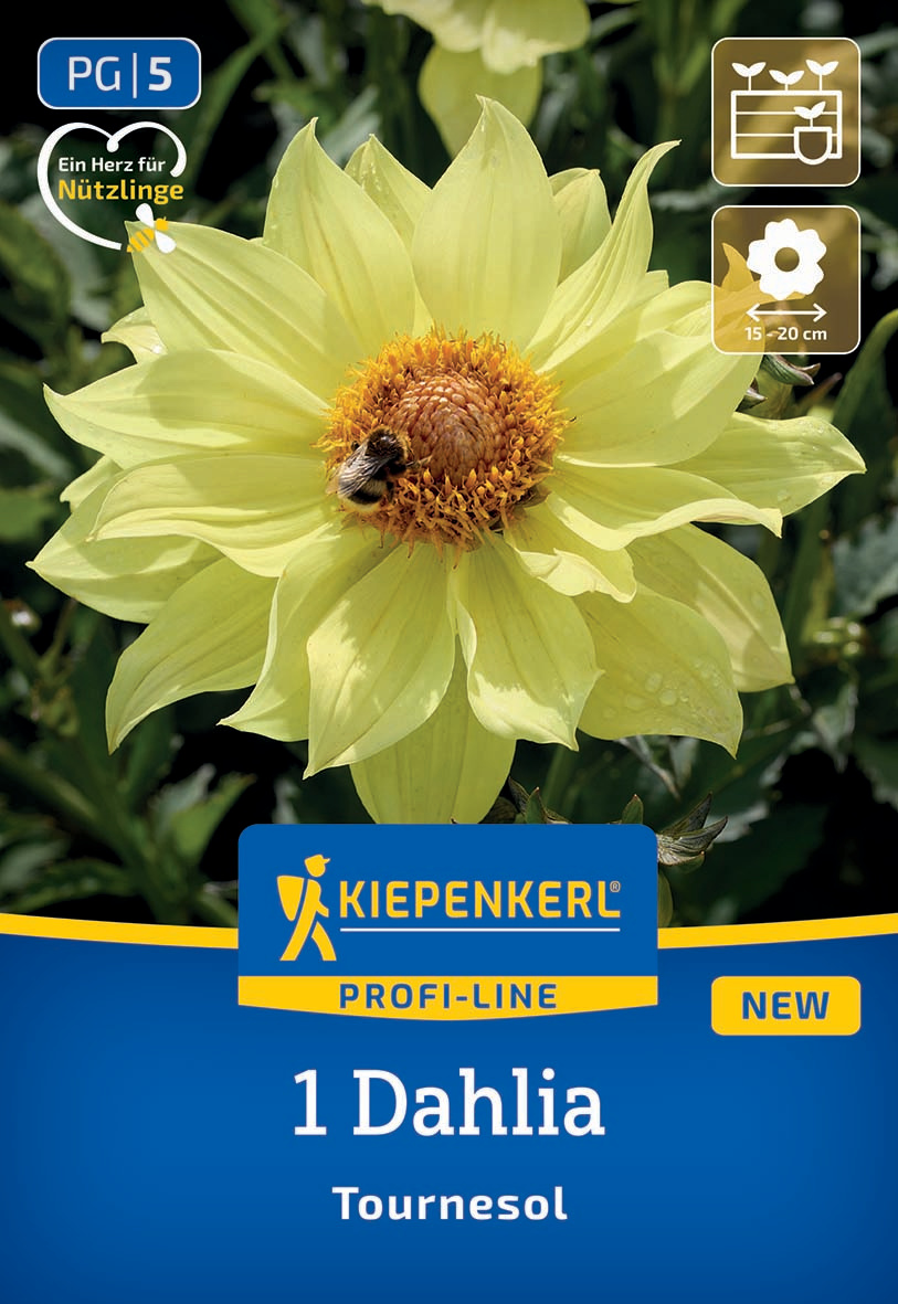 Hellgelbe Dahlie mit großen Blütenblättern, eine Biene saugt am zentralen Blütenboden.